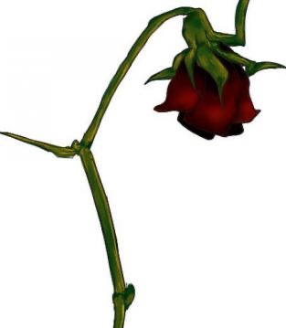 128615514-352-k512560